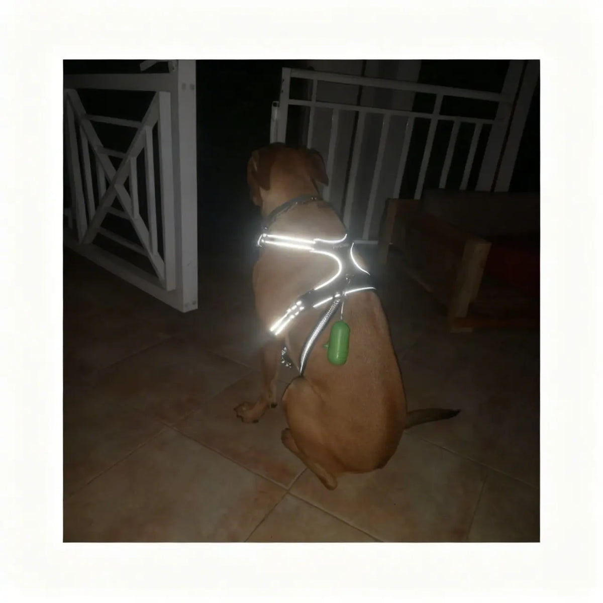 Harnais de maintien lumineux pour chien