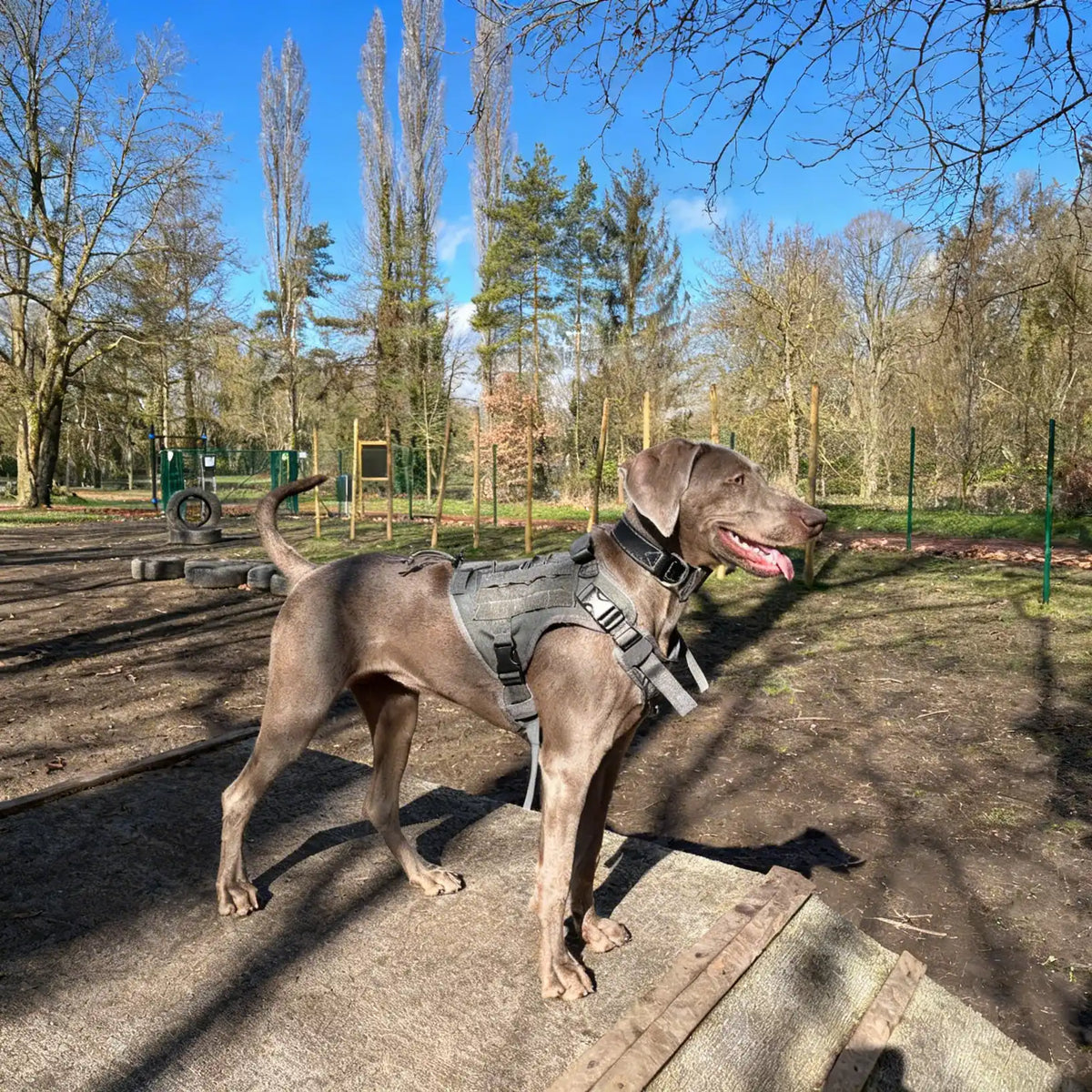 Harnais pour chien randonné - Anti-traction & Tactique