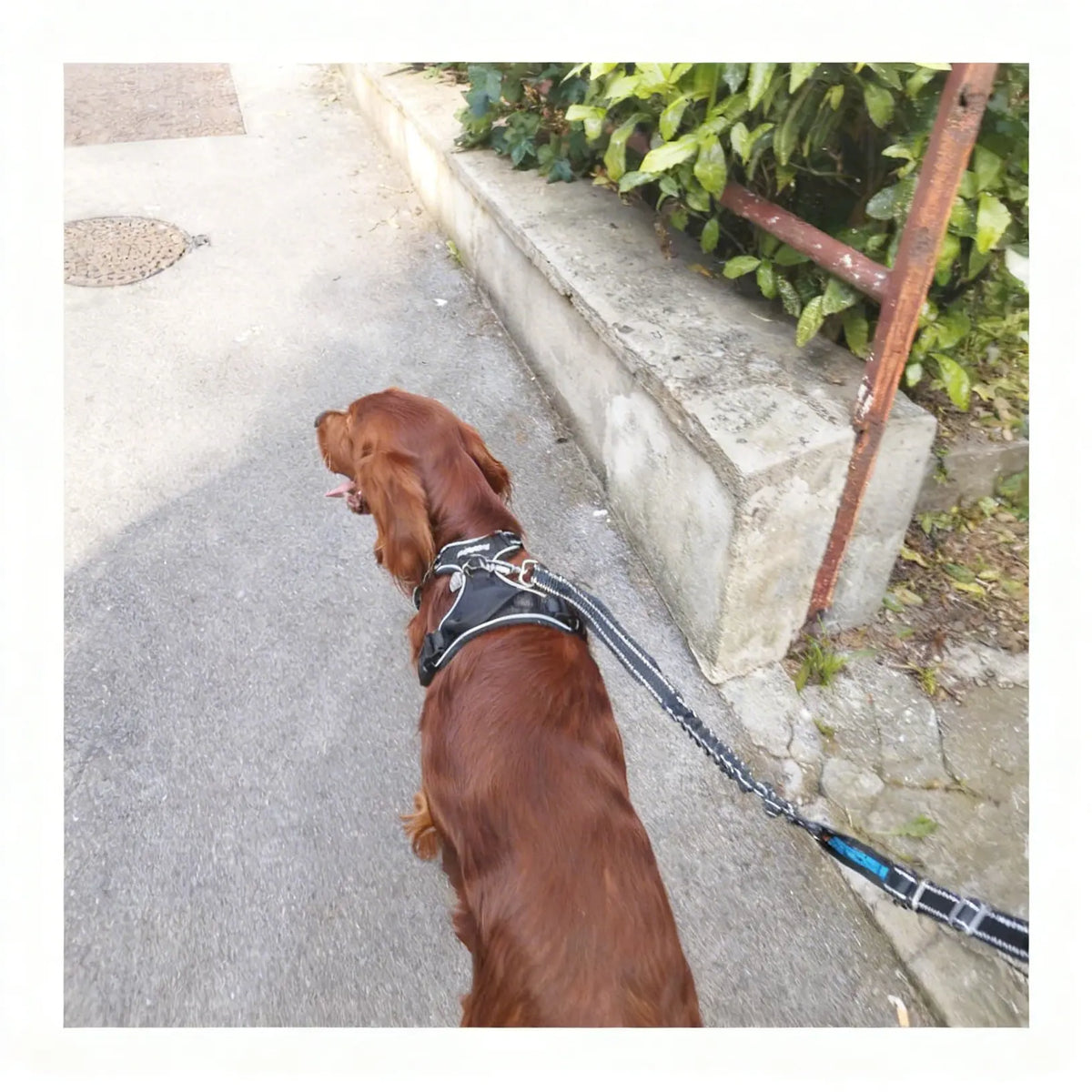 Harnais pour chien en voiture & réglable
